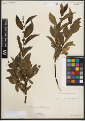 Foto von Salix mielichhoferi Saut.